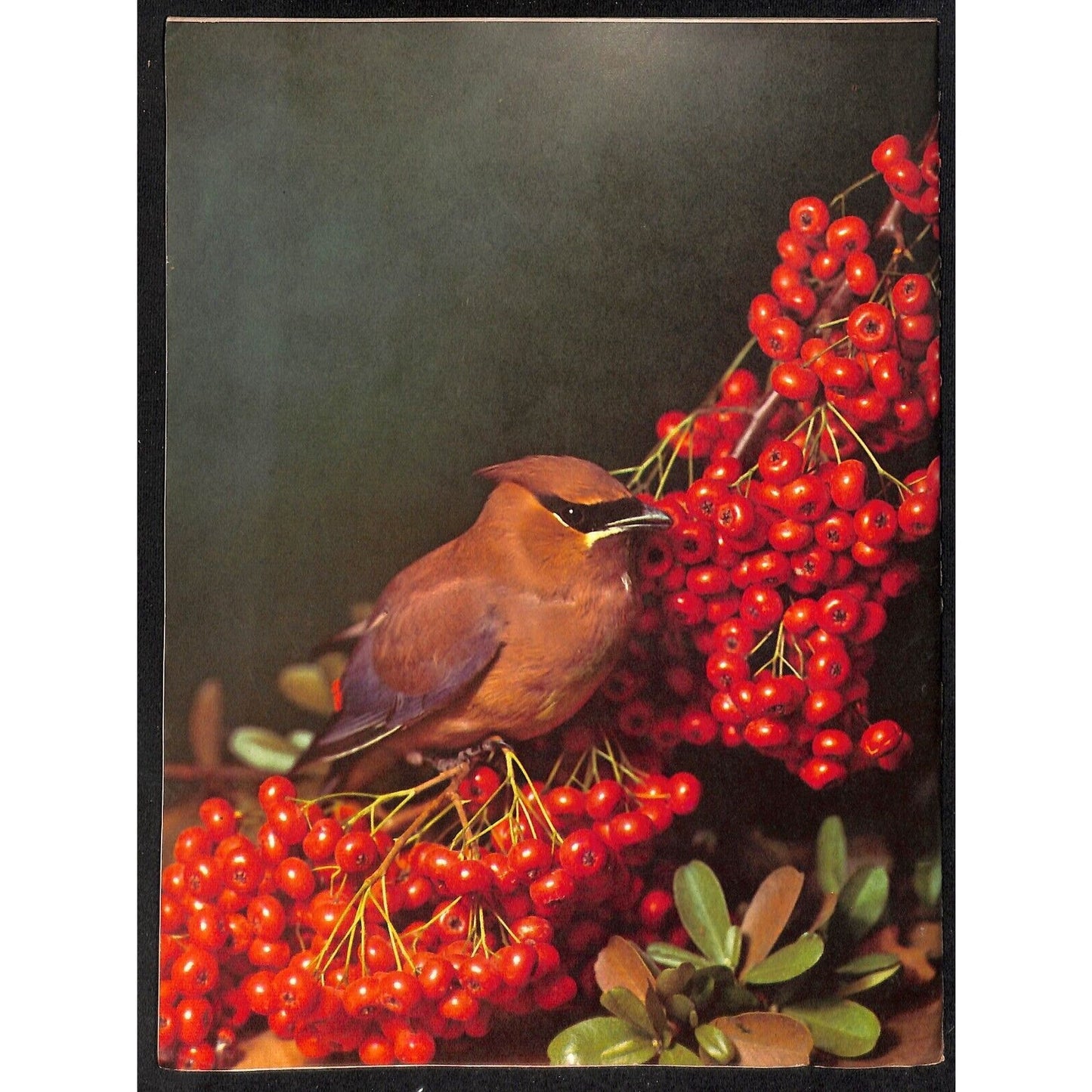 Arizona Highways Magazine July 1961 Birds Issue 40pp VGC