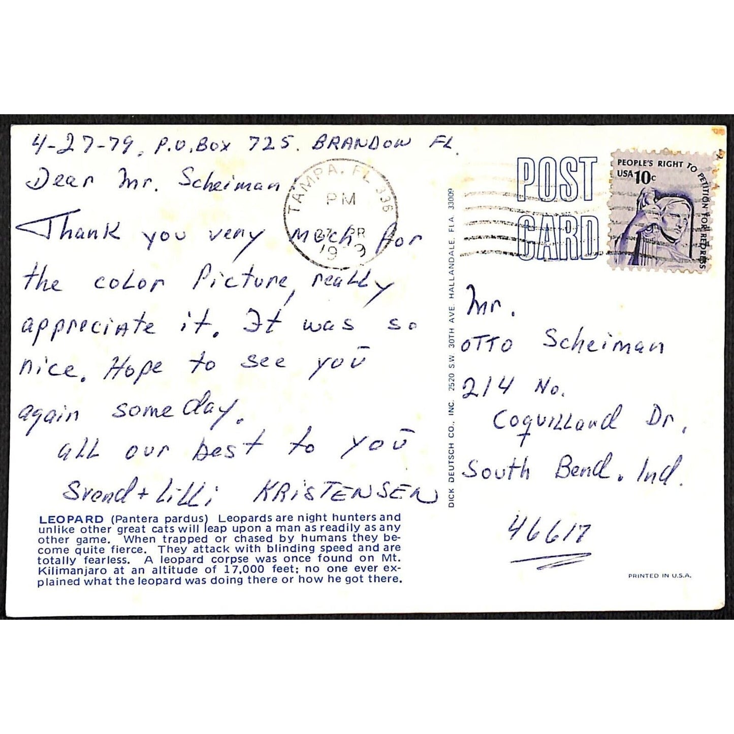 Leopard Head Close Up 4" x 6" Postcard PM 1979
