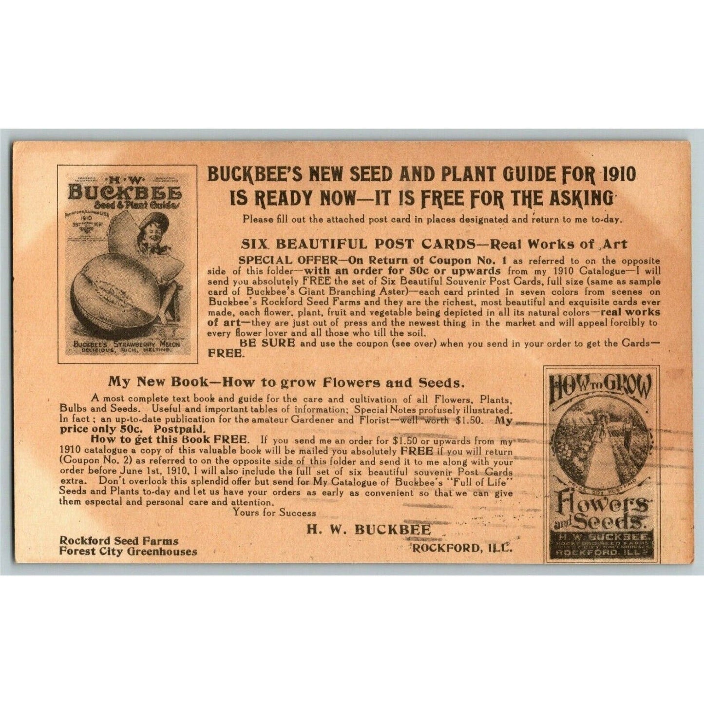 Buckbee's Giant Branching Asters Trade Card Rockford, IL Mail Order Offer - VGC