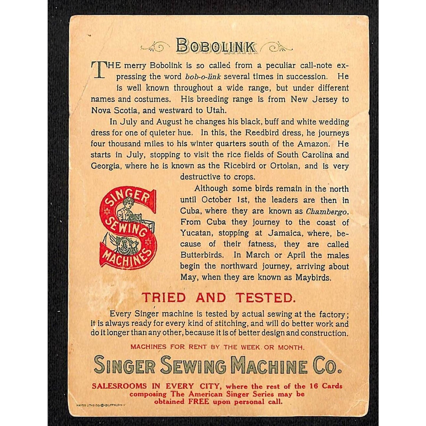 Singer Sewing American Songbird Bobolink w/ Egg Trade Card c1900