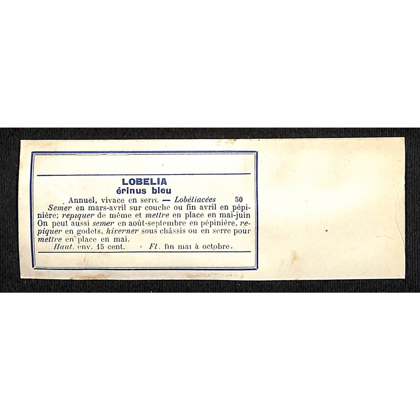 Lobelia Erinus Bleu / Blue French Flower Seed Packet Unused c1900-1920
