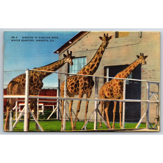 Giraffes at Ringling Bros Circus Sarasota Postcard PM 1951 VGC