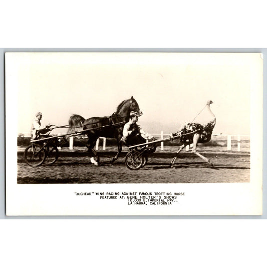 Jughead Trotting Horse Gene Holter's Shows RPPC* Postcard Scarce c1950-55 VGC