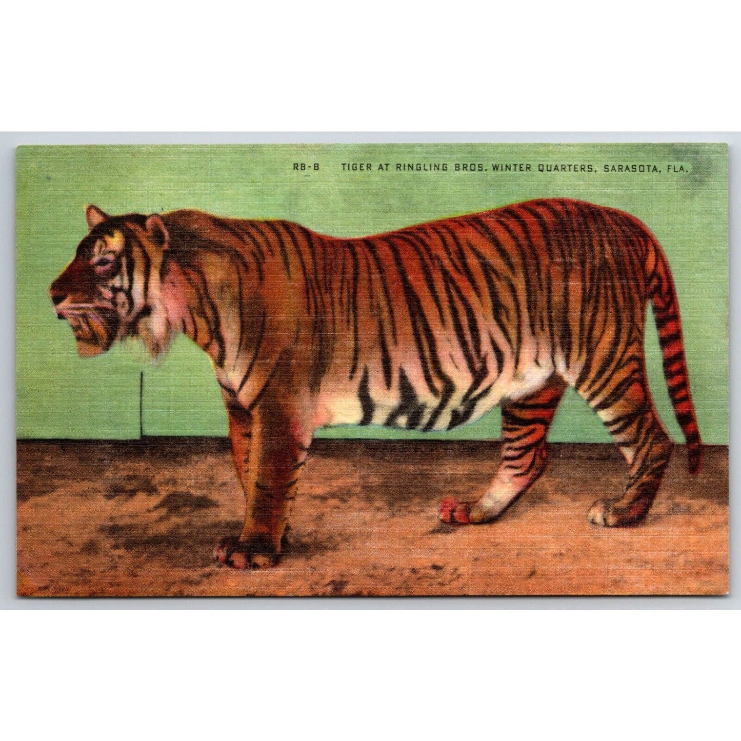 Tiger at Ringling Bros Winter Quarters Sarasota Postcard c1935-50 NP VGC Scarce