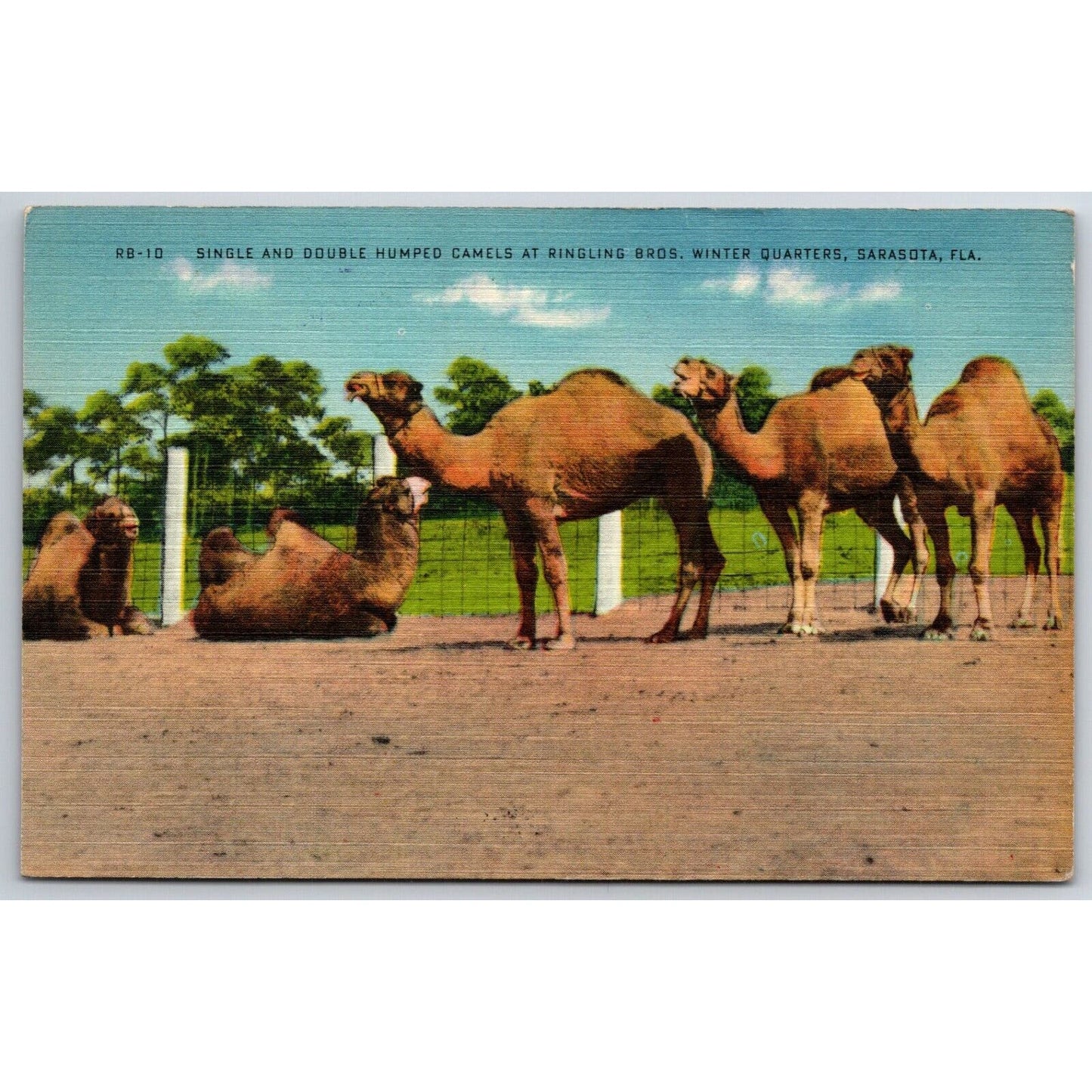 Camels at Ringling Bros Winter Quarters Sarasota Postcard c1935-50 NP VGC