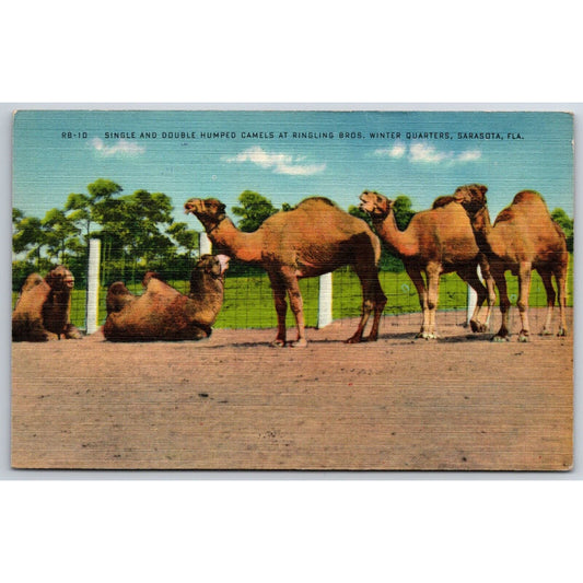 Camels at Ringling Bros Winter Quarters Sarasota Postcard c1935-50 NP VGC