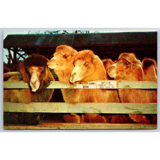 Jungleland Thousand Oaks, CA Bactrian Camels Movie / TV Postcard NP c1950's