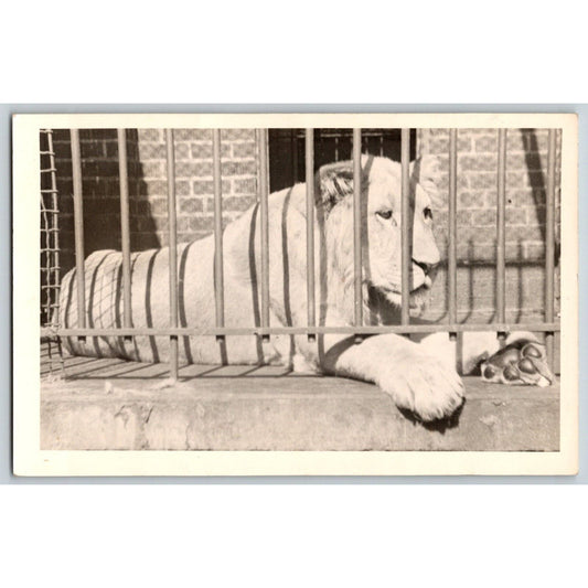 Lion Sits in Cage RPPC* Postcard Scarce PM 1949