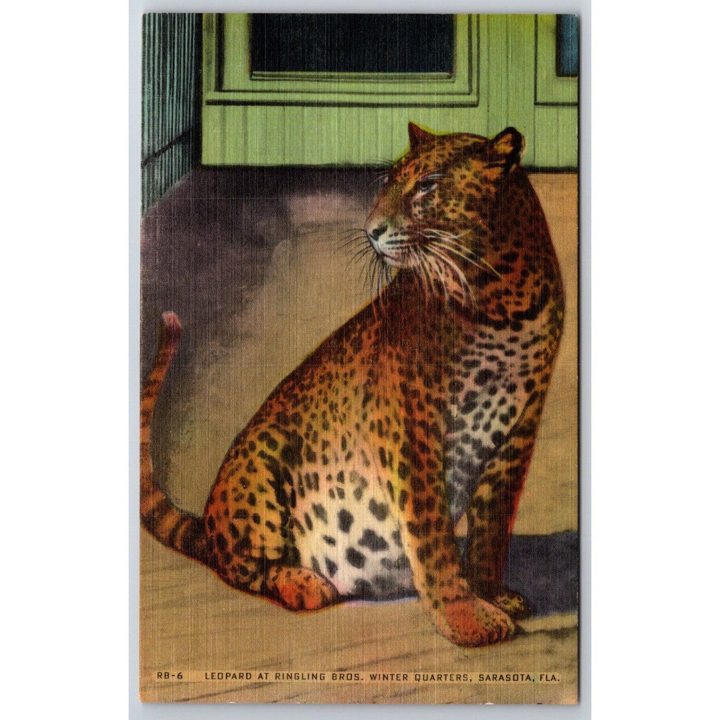 Leopard at Ringling Bros. Ringling Bros Winter Sarasota Postcard NP VGC c1935-50