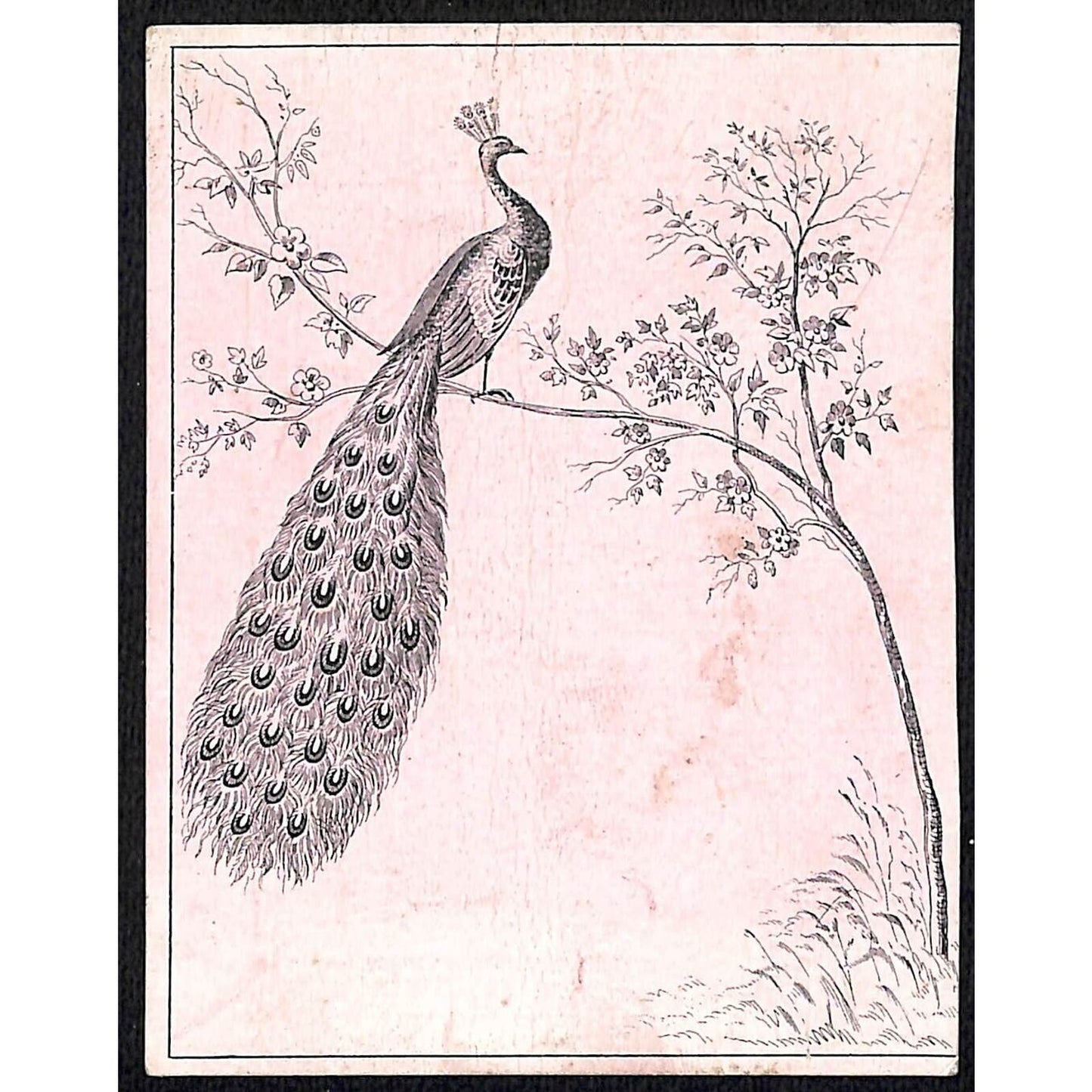 C.W. Tyler Chicago (Rothschild Bros.* ?) Exhibit Victorian Trade Card Peacock