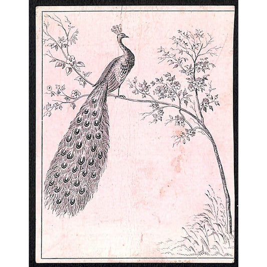 C.W. Tyler Chicago (Rothschild Bros.* ?) Exhibit Victorian Trade Card Peacock