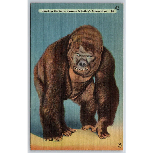 Gargantua Gorilla Ringling Bros. Barnum Circus Postcard NP VGC c1935-50