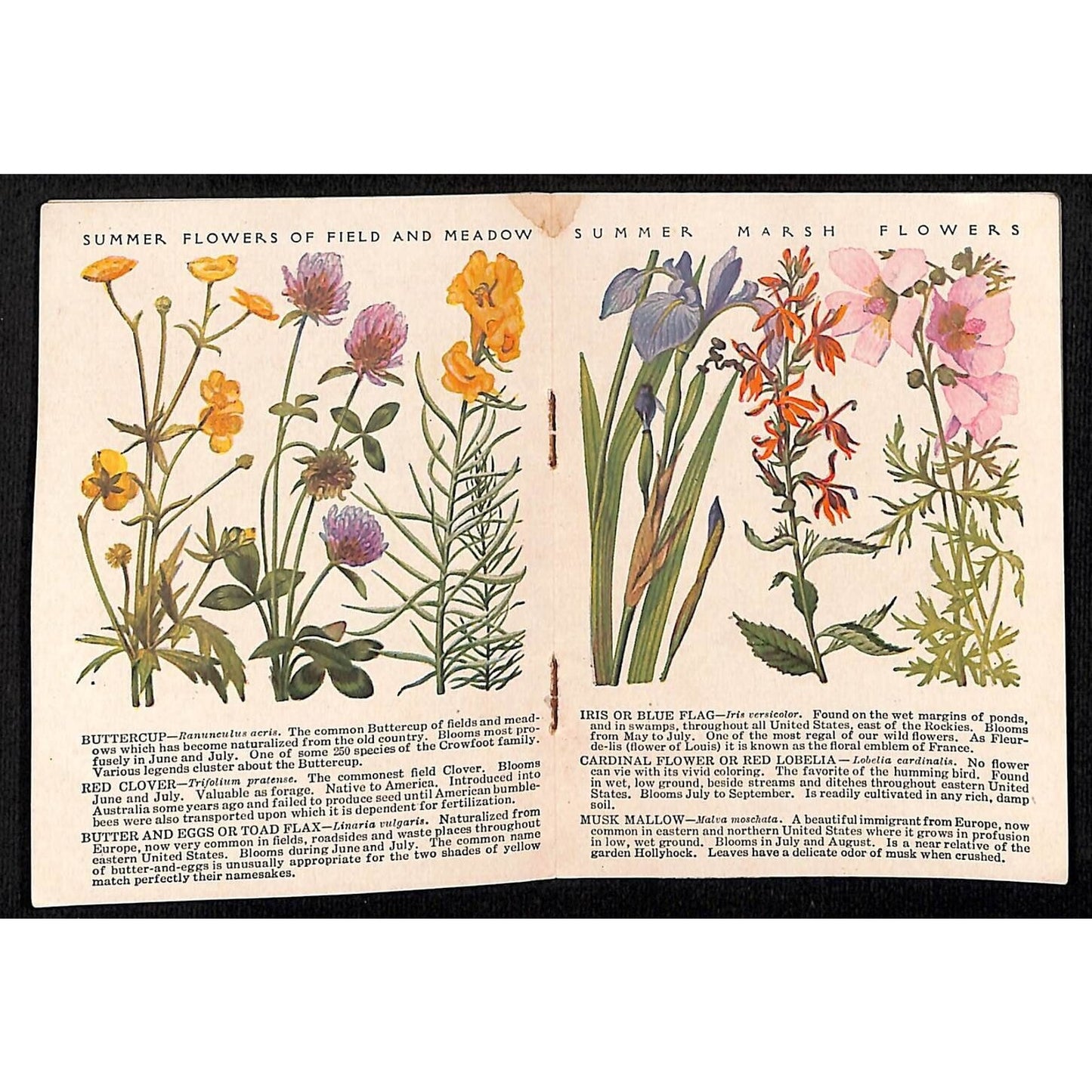 White House Coffee Tea 16pp 1922 "Common Wayside Flowers" 3 1/4" x 4" Booklet