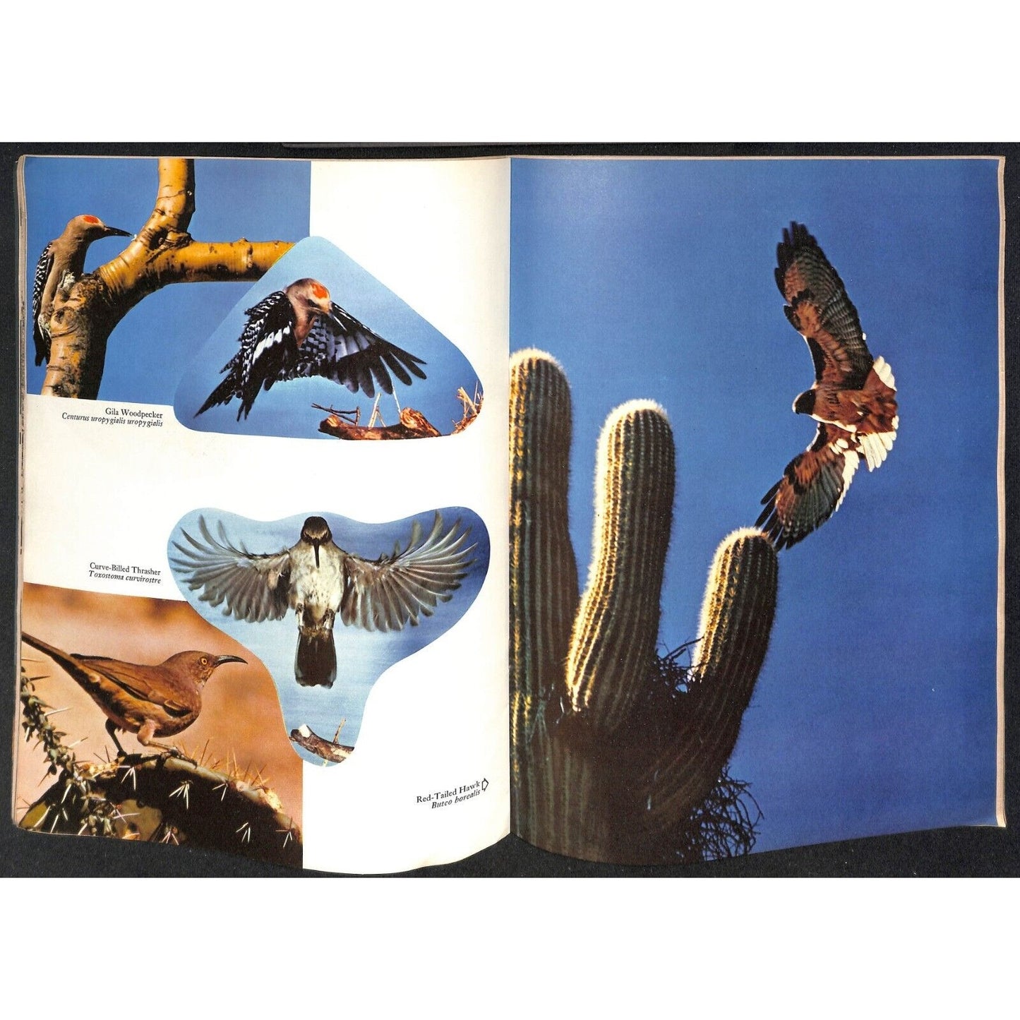 Arizona Highways Magazine July 1961 Birds Issue 40pp VGC
