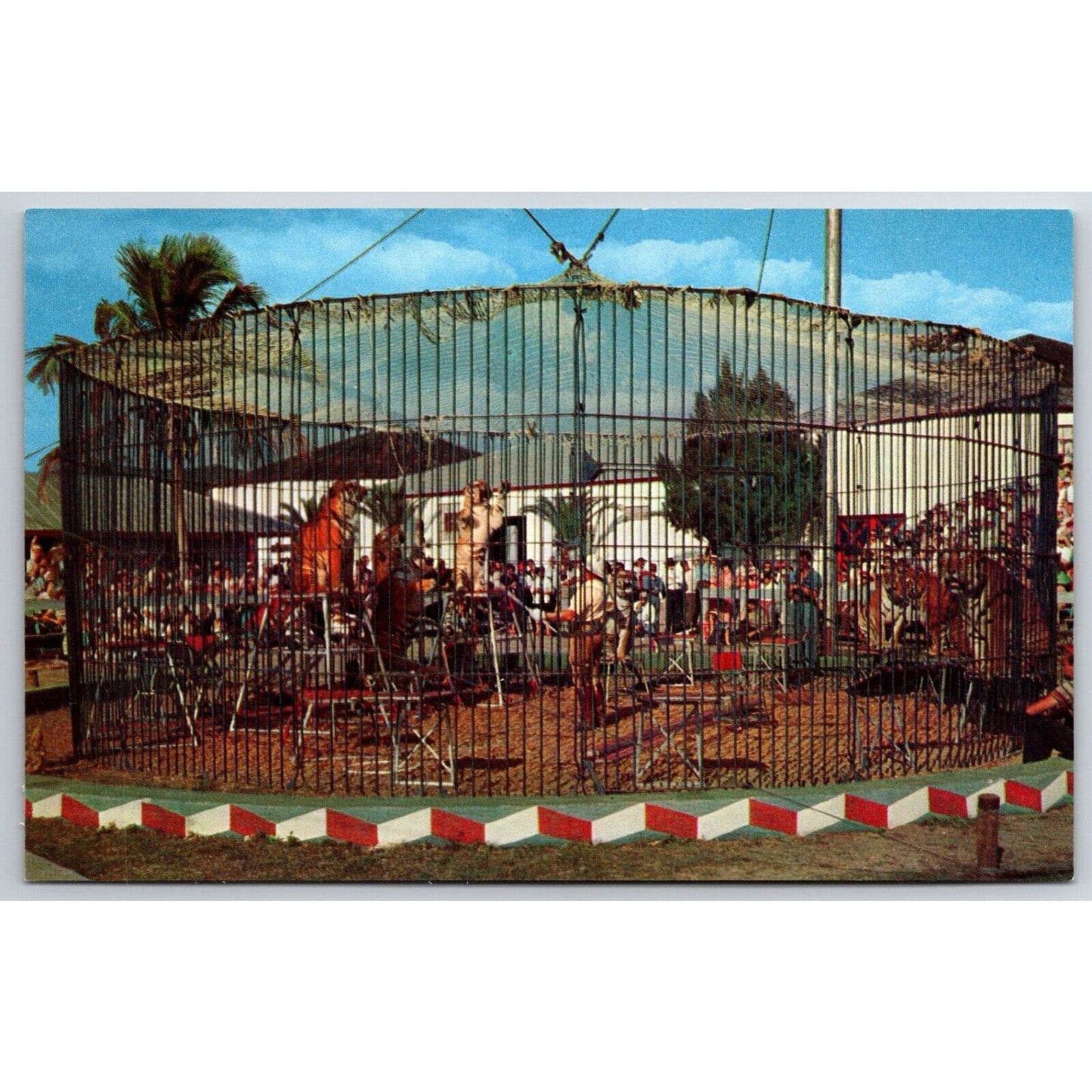 Big Outdoor Cage Barnum & Bailey Circus Sarasota Postcard NP VGC c1960s