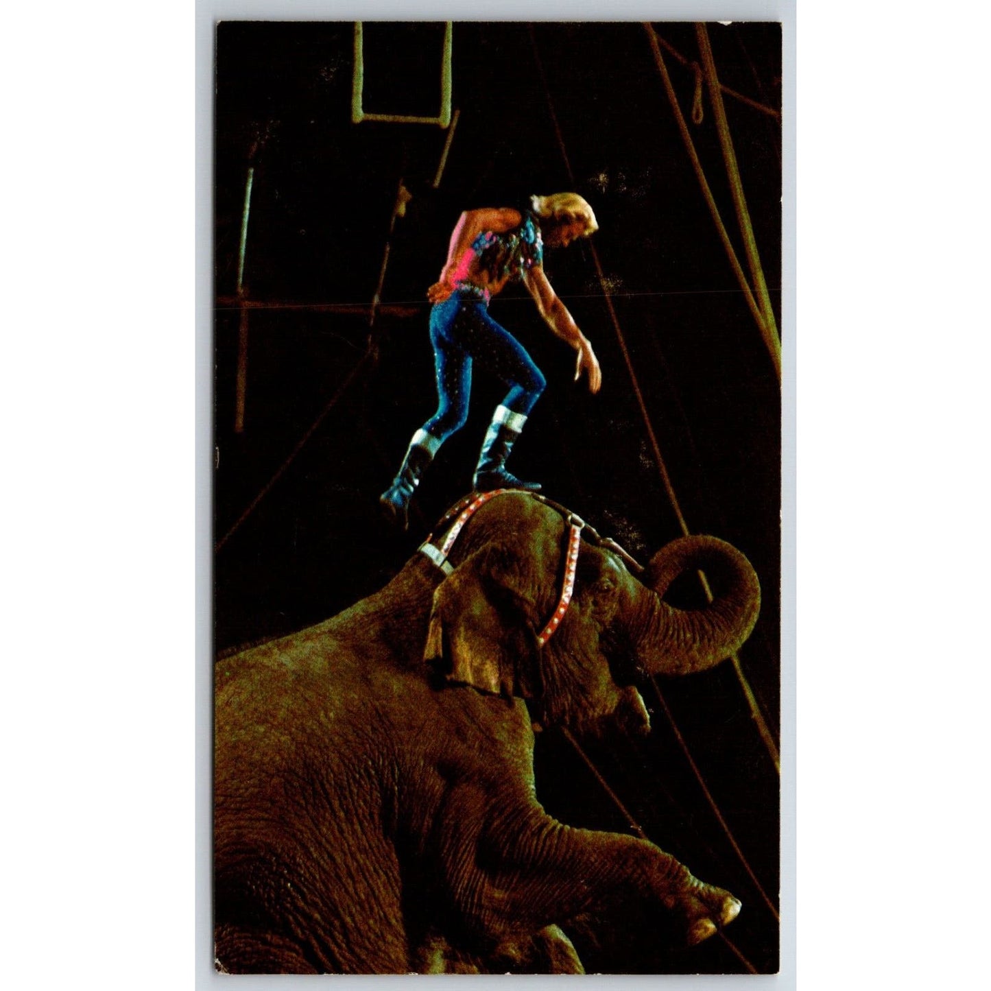 Ringling Bros. Gunther Gebel-Williams Elephants Postcard VGC NP c1973