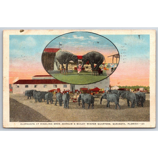 Elephants at Ringling Bros. Barnum Sarasota Linen Postcard PM 1938