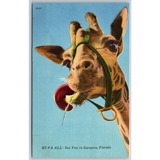 "Hi-Ya All" Giraffe Head Close Up Ringling Bros. Linen Postcard c1935-50 NP VGC