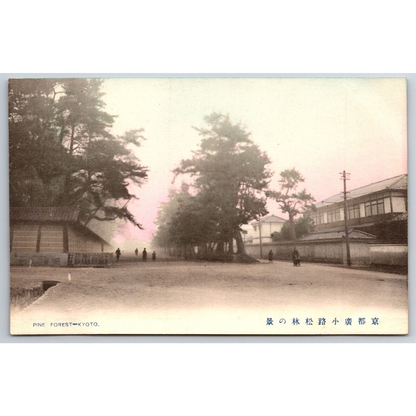 Pine Forest Kyoto Japanese Postcard Tinted RPPC* c1907-10 VGC