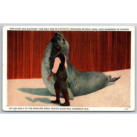 Giant Sea Elephant at Ringling Bros. Sarasota Postcard c1930's NP VGC