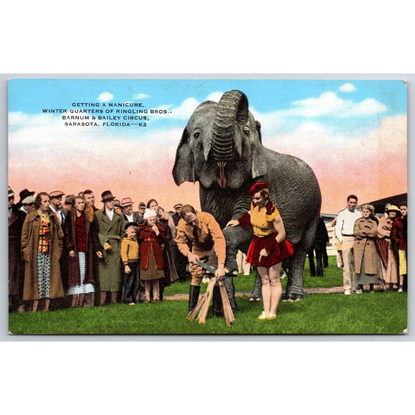 Elephant Manicure at Ringling Bros Circus Sarasota Postcard c1935-50 VGC