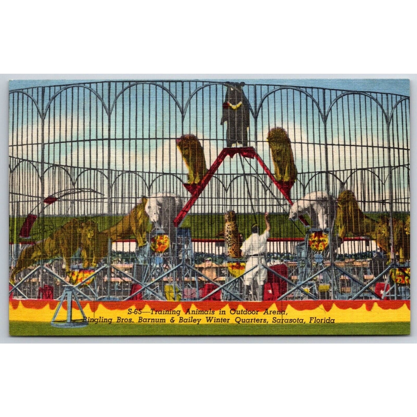 Training Animals Outdoor Cage Ringling Bros Sarasota Postcard NP VGC c1935-50