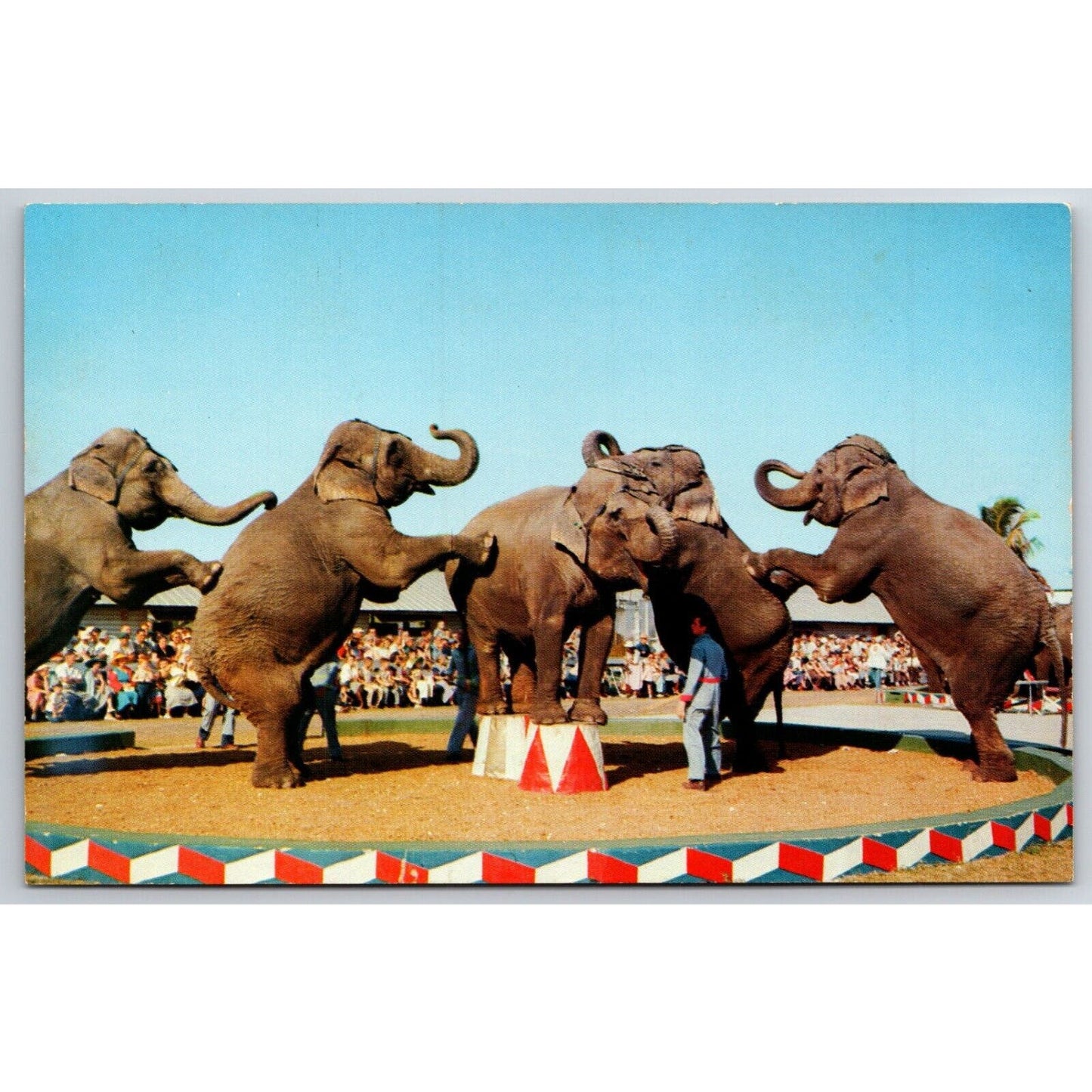 Ringling Bros. Elephants Perform Outdoors Sarasota Postcard VGC NP c1960