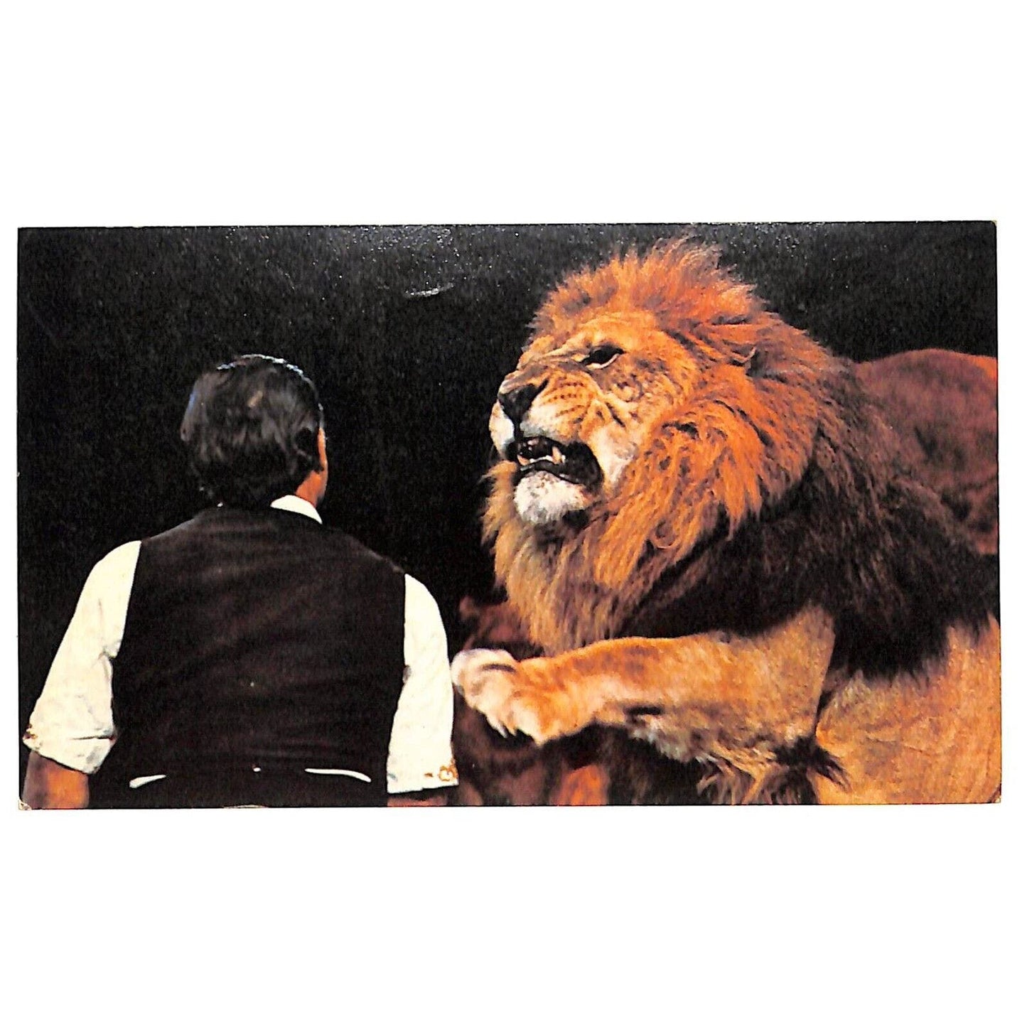 Ringling Bros. "Sensational Jungle Savages" 1973 Postcard 3 1/4" x 5 1/2" NP