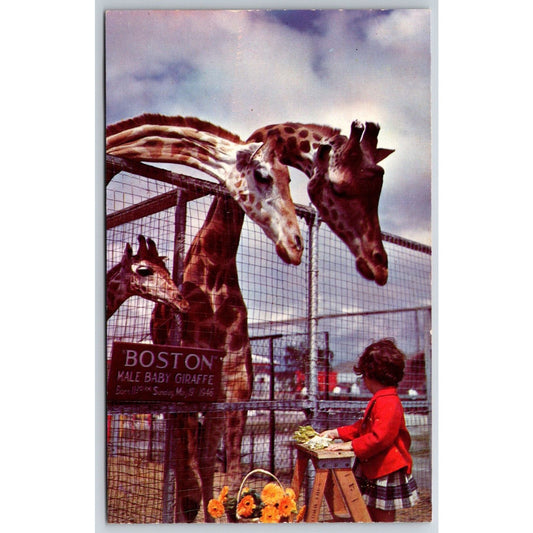 "Boston" Male Baby Giraffe Winter Home Sarasota, FL Circus Postcard VGC c1948-50