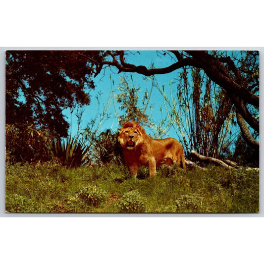 Jungleland Thousand Oaks, CA "Jackie" Lion MGM Postcard NP c1950's