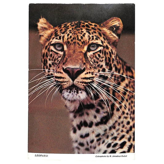 Leopard Head Close Up 4" x 6" Postcard PM 1979