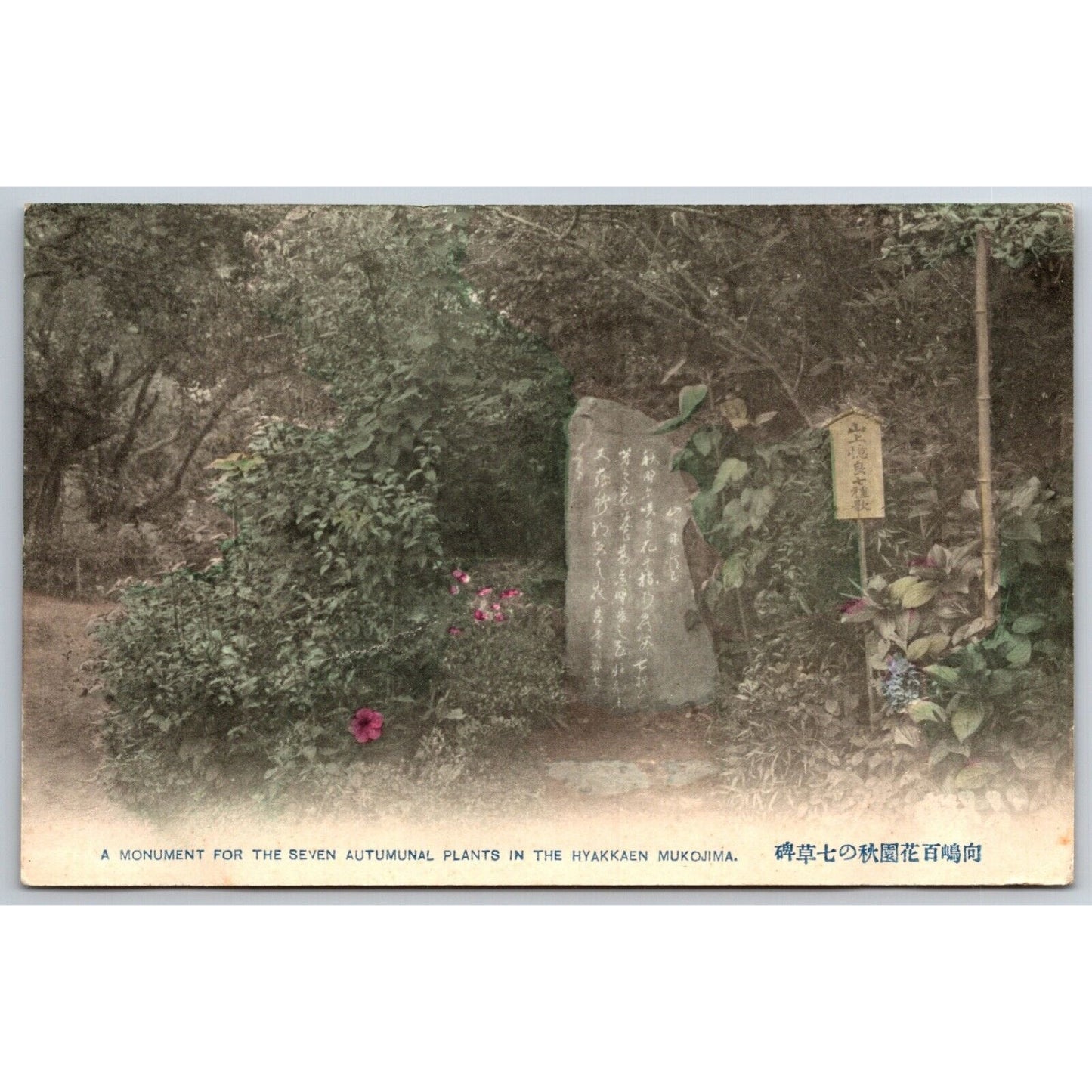 7 Autumunal Plants Monument Japanese Postcard Tinted RPPC* c1901-07 VGC