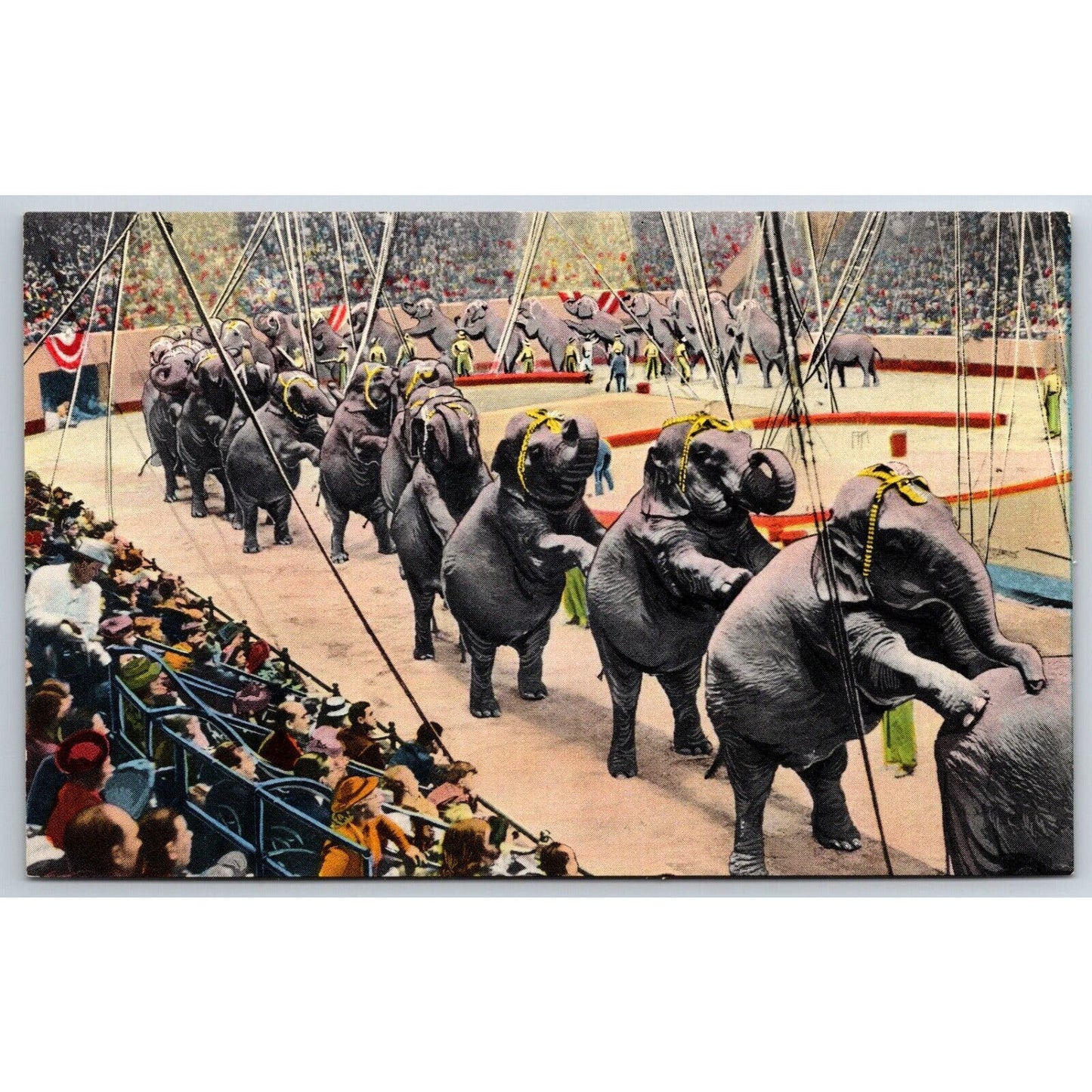 Ringling Bros. Elephants "Long Mount" Sarasota Postcard VGC NP c1960
