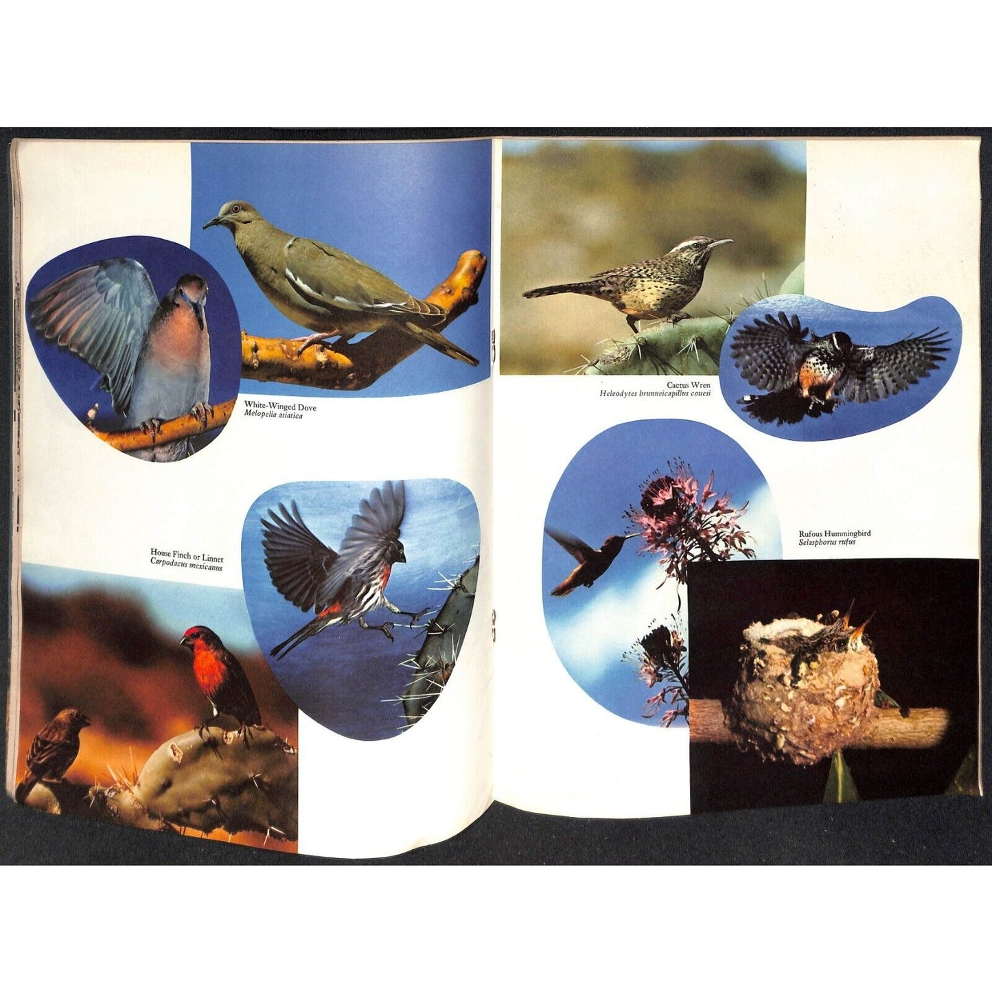 Arizona Highways Magazine July 1961 Birds Issue 40pp VGC