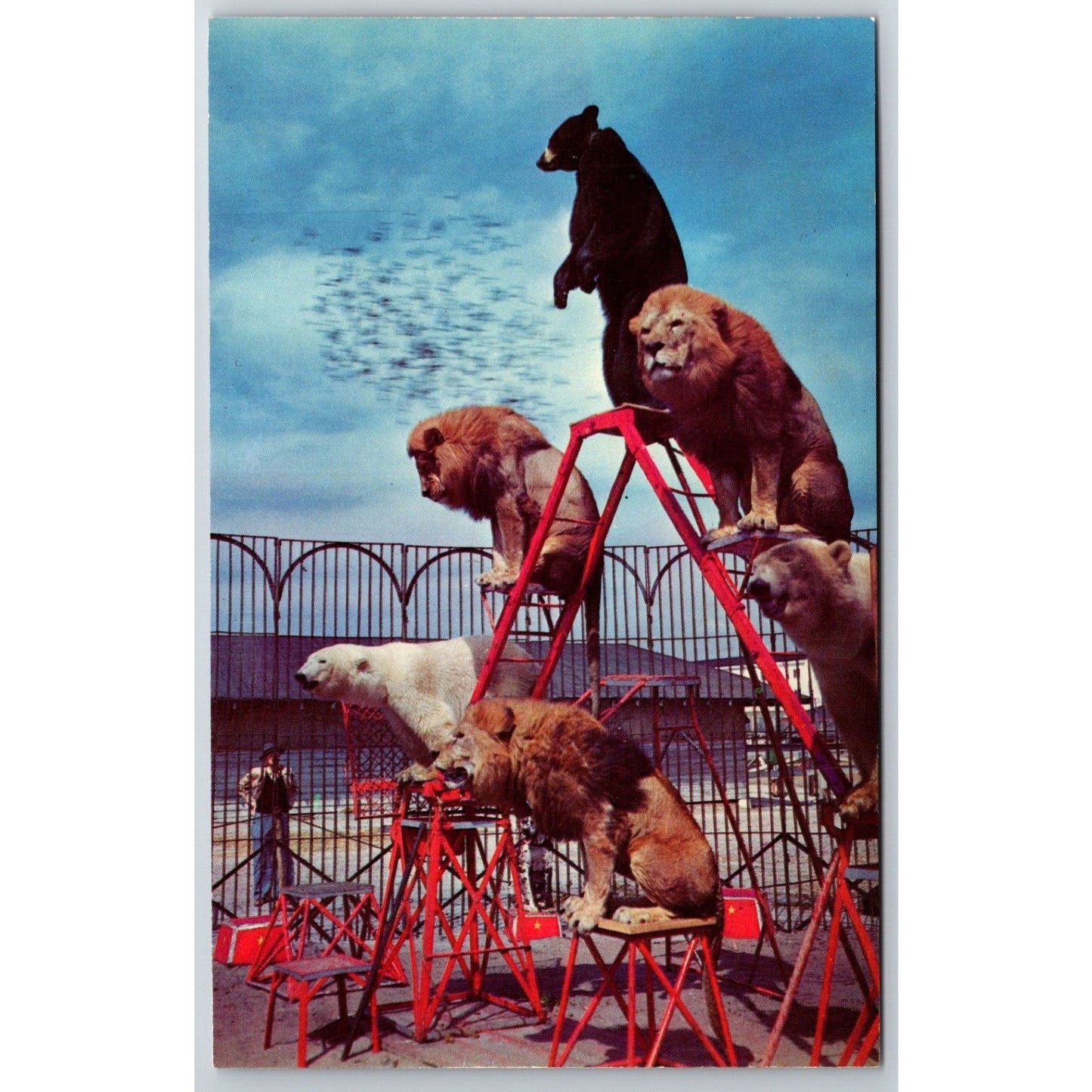 Ringling Bros. Lions Bears Perform Outdoors Sarasota Postcard VGC NP c1960