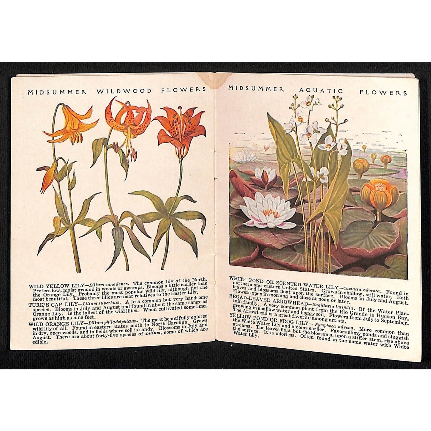 White House Coffee Tea 16pp 1922 "Common Wayside Flowers" 3 1/4" x 4" Booklet