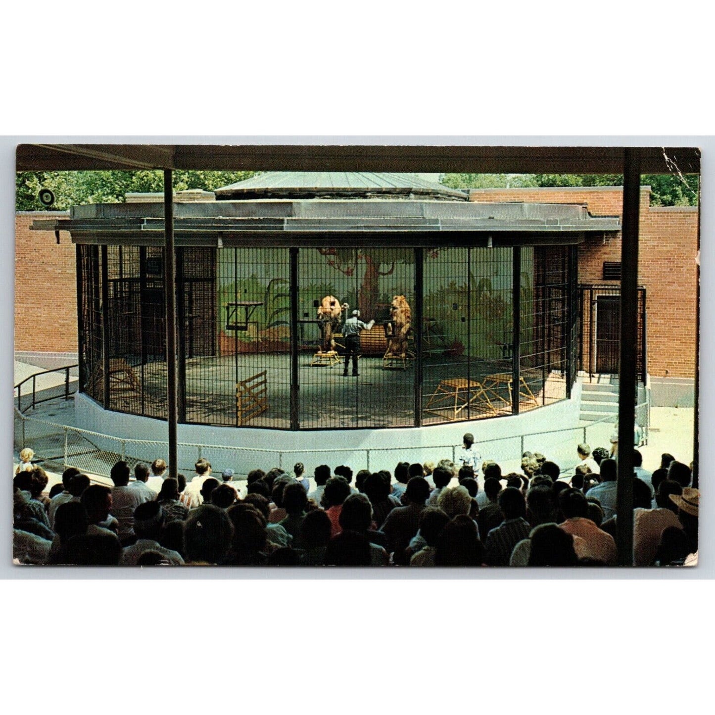 Lion Show Forest Park Zoo, St. Louis, MO Postcard PM 1964