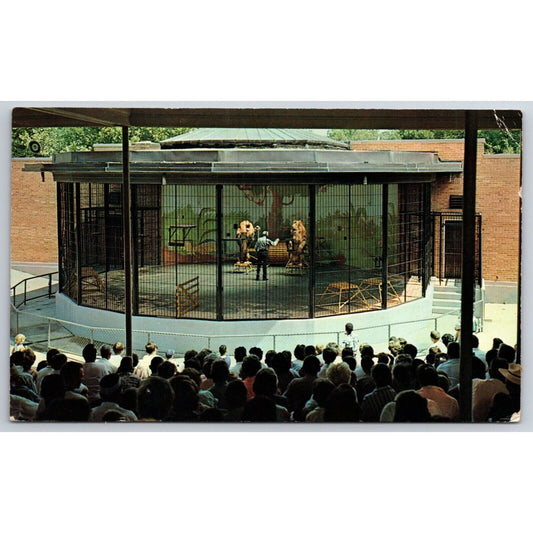 Lion Show Forest Park Zoo, St. Louis, MO Postcard PM 1964