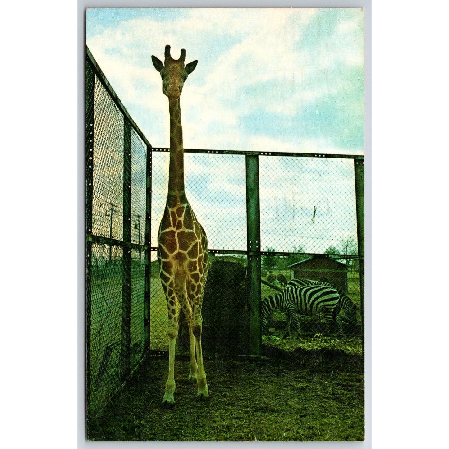 "Roger the Giraffe" Al G. Kelly & Miller Bros. Circus Postcard VGC PM 1964