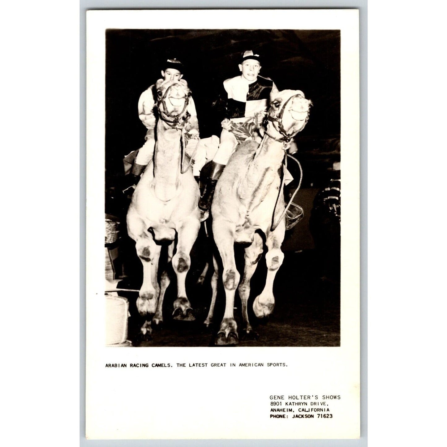 Arabian Racing Camels Gene Holter's Shows RPPC* Postcard Scarce c1950-55 VGC