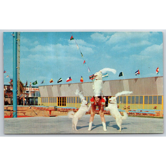 Canine Pyramid Dog Show Circus Hall of Fame Sarasota Postcard NP VGC c1960s