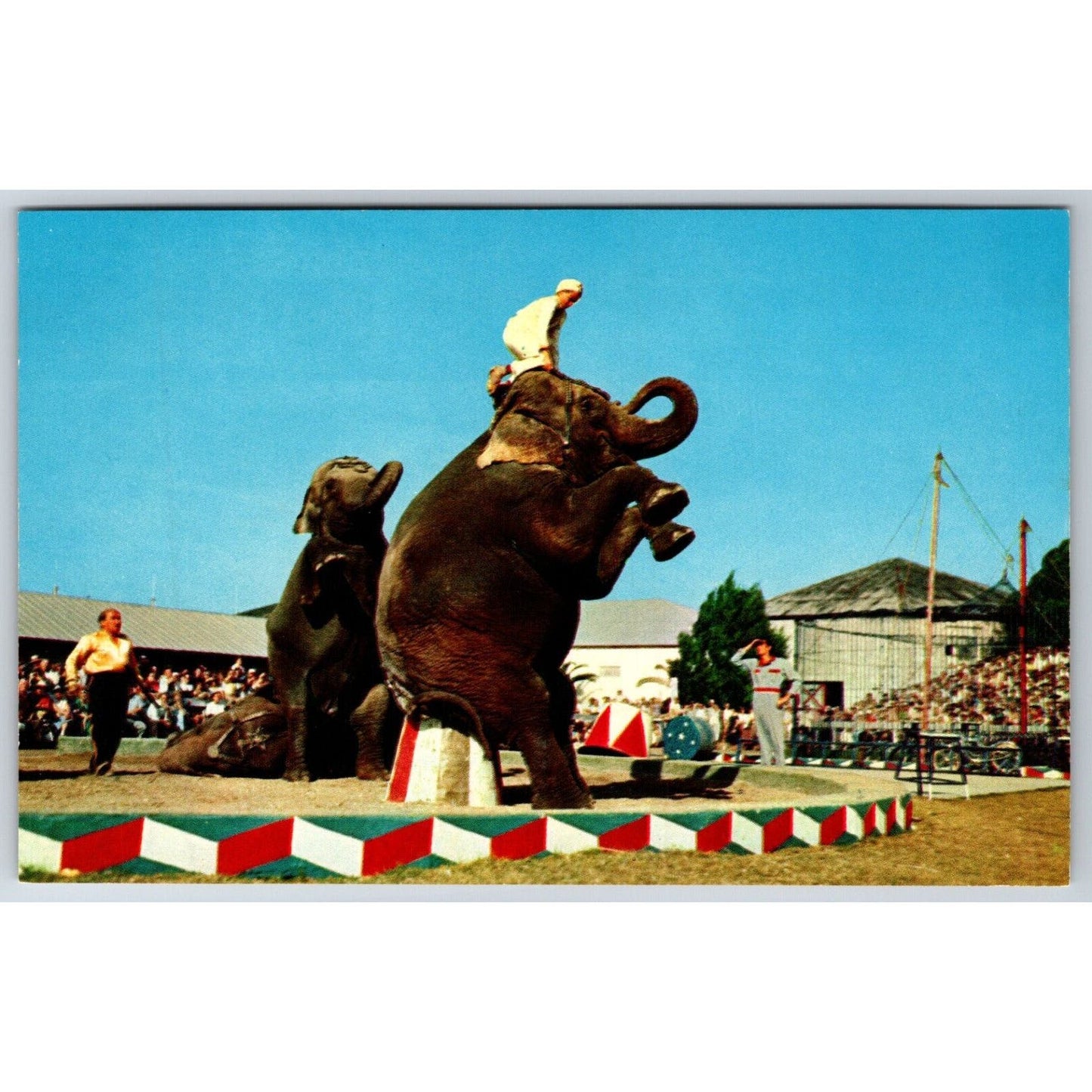 Ringling Bros. Elephants Perform Outdoors Sarasota Postcard VGC NP c1960