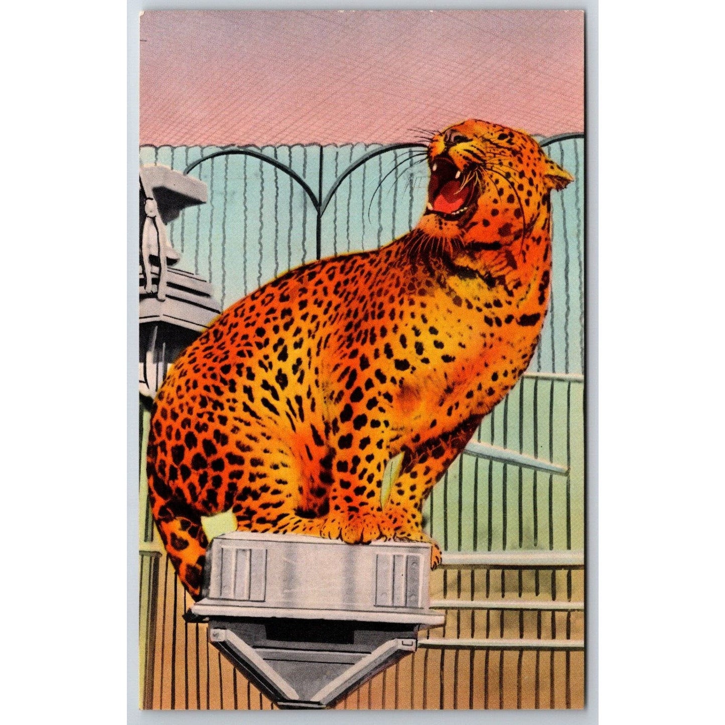 Ringling Bros. Bangkok Performing Leopard Sarasota Postcard VGC NP c1960