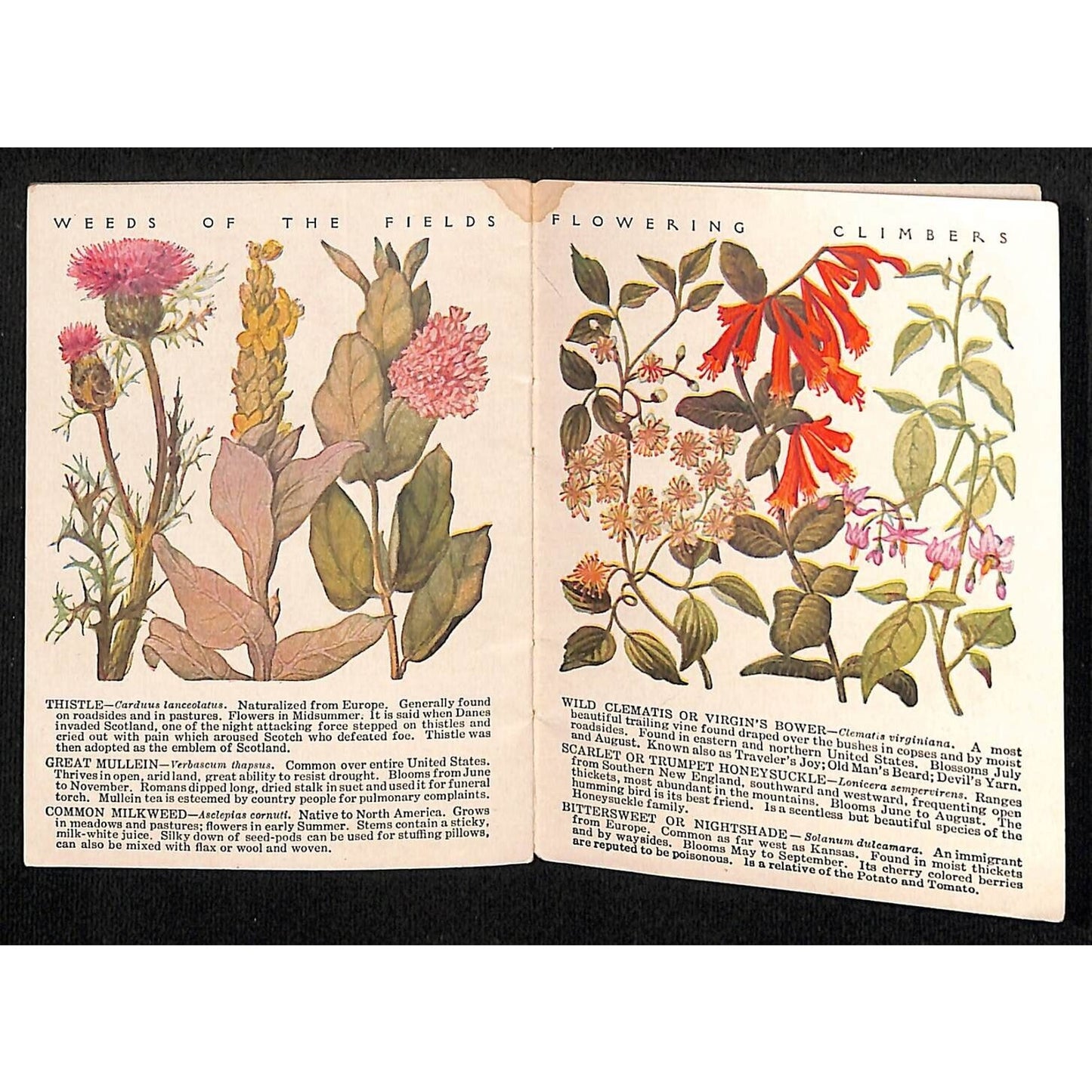 White House Coffee Tea 16pp 1922 "Common Wayside Flowers" 3 1/4" x 4" Booklet