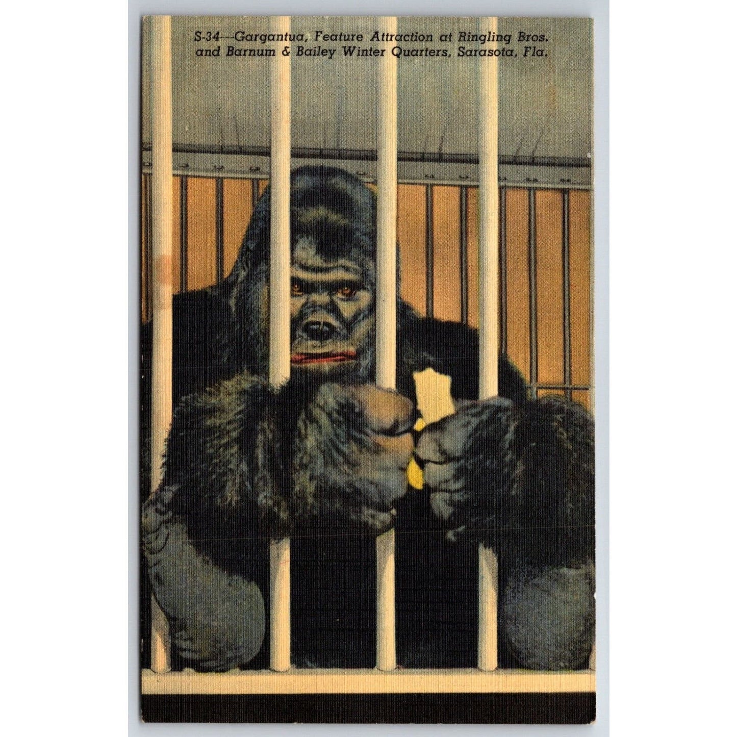Gargantua Gorilla in Cage Ringling Bros. Barnum Circus Postcard NP VGC c1935-50