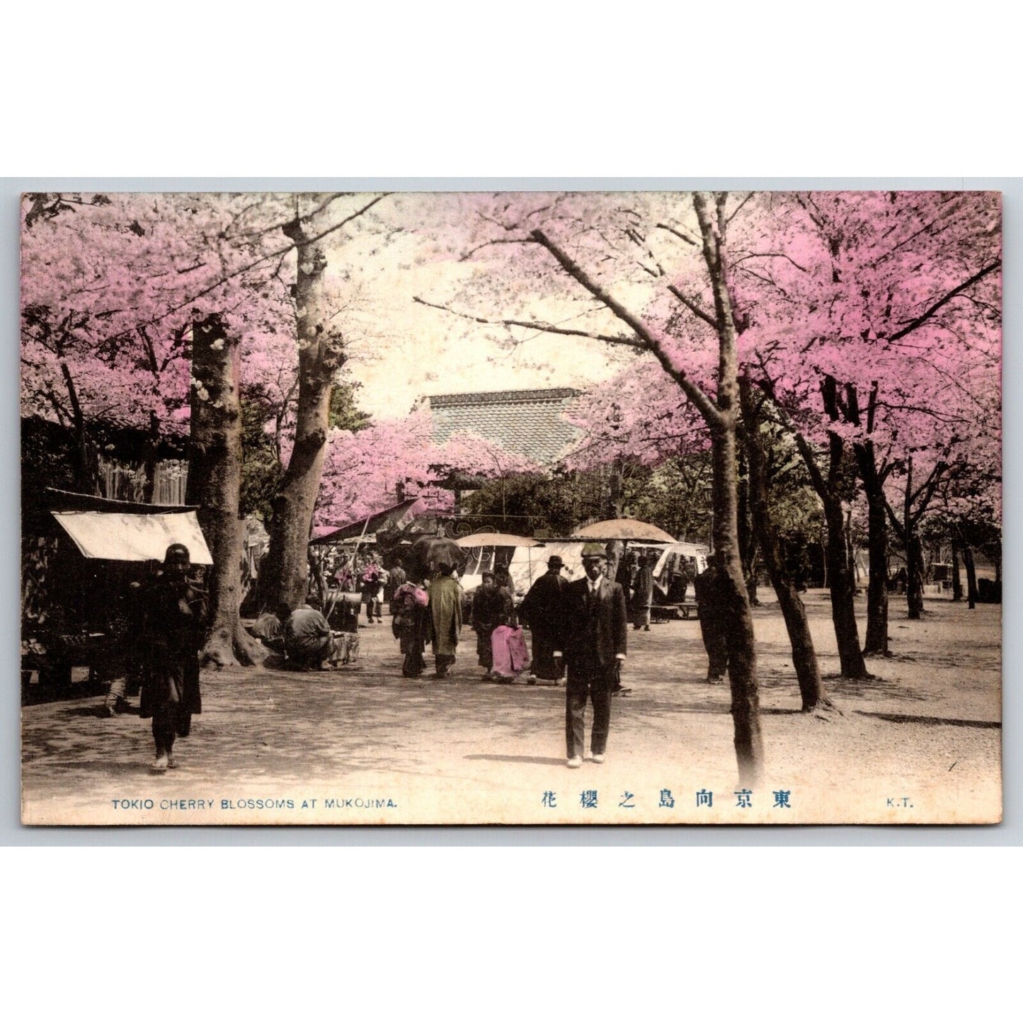 Tokyo Cherry Blossom at Mukojima Postcard Tinted RPPC* c1901-07 VGC