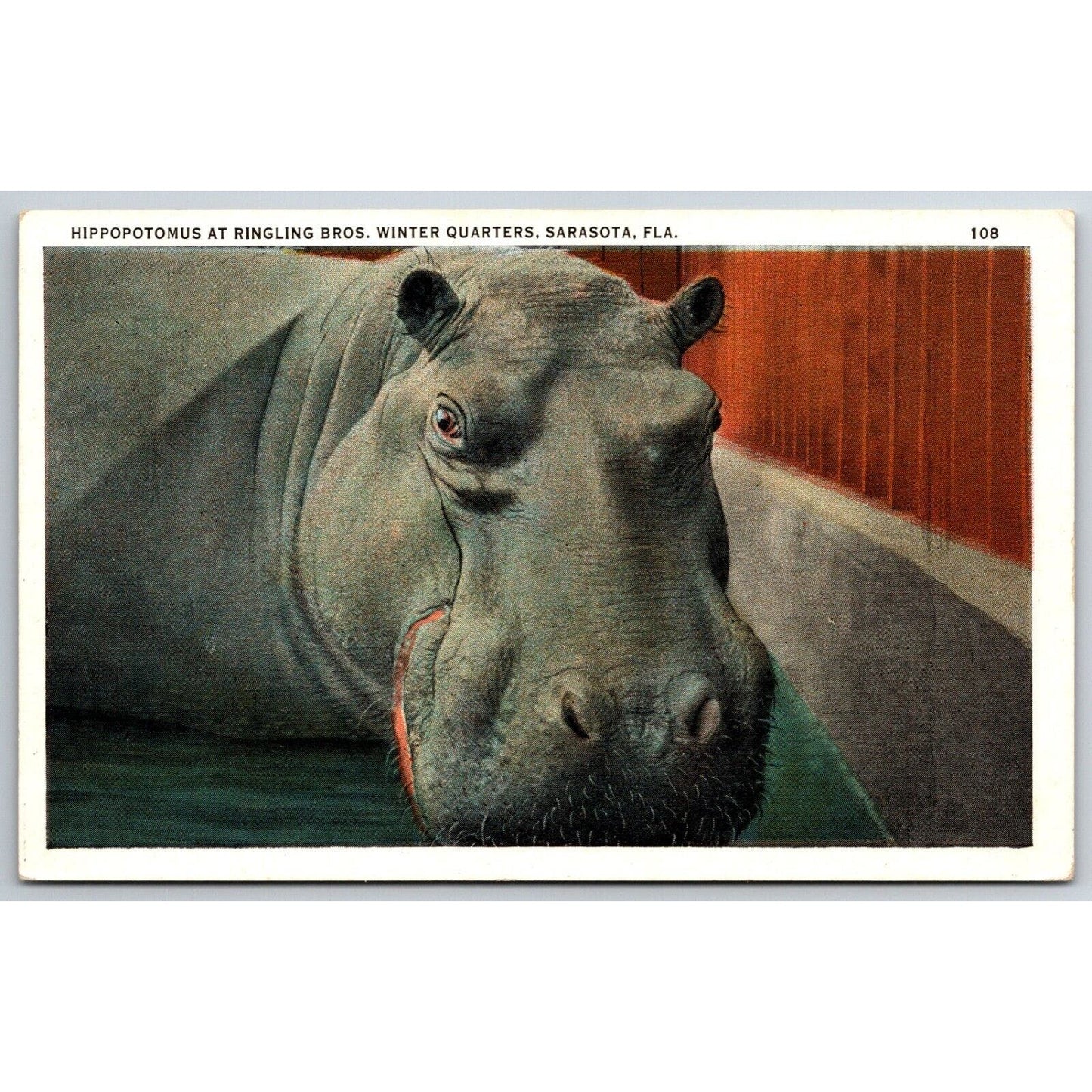 Hippopotamus at Ringling Bros. Winter Quarters Sarasota Postcard c1930's NP VGC