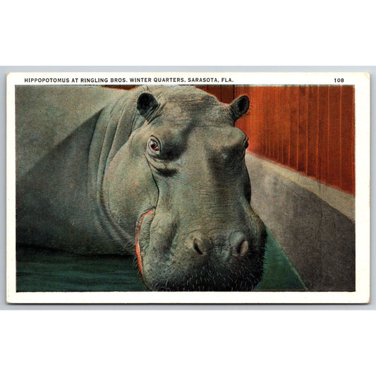 Hippopotamus at Ringling Bros. Winter Quarters Sarasota Postcard c1930's NP VGC