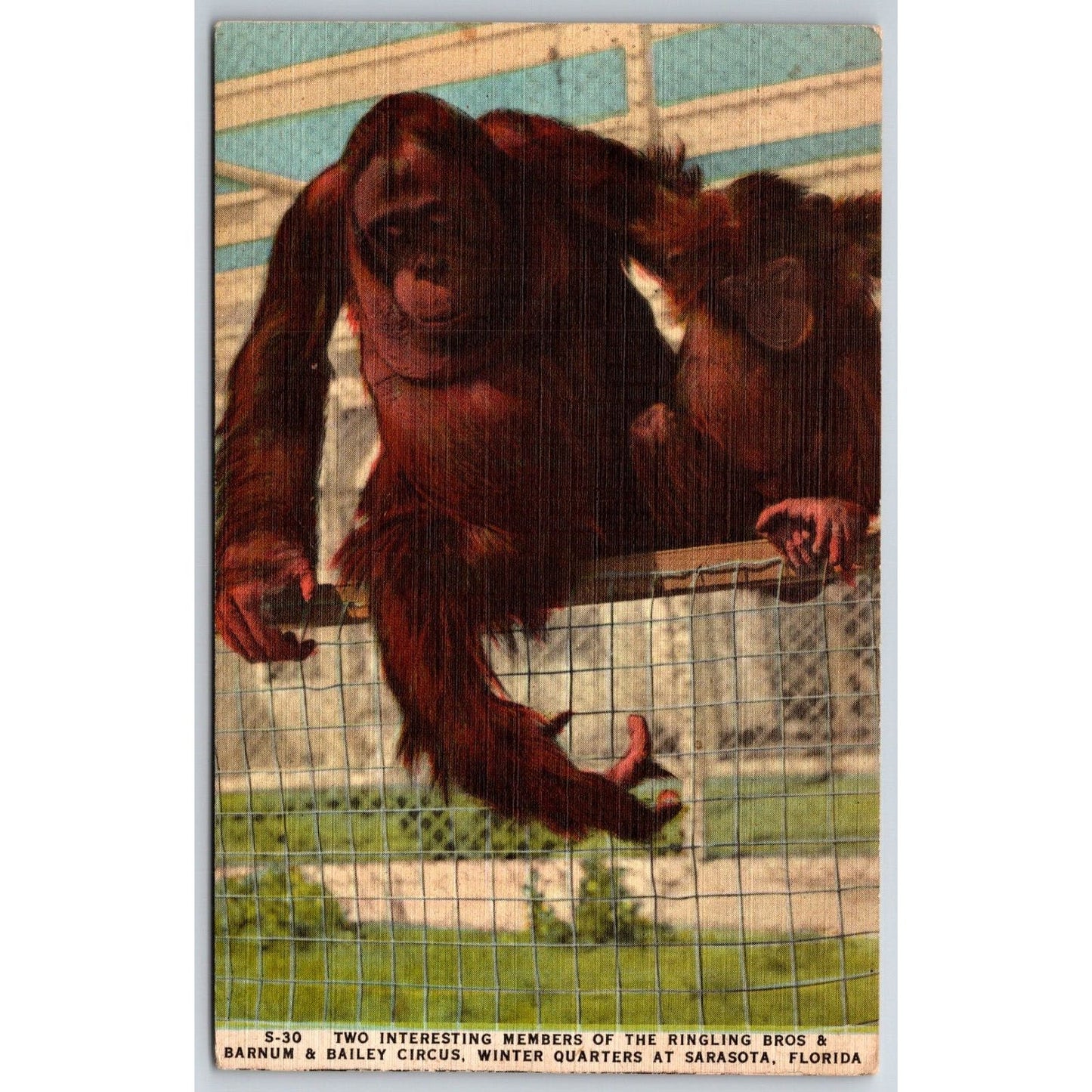 Two Chimpanzees on Fence Ringling Bros Sarasota Linen Postcard c1935-45 VGC