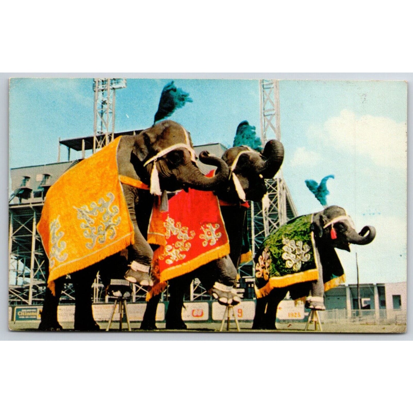 Johnny Cline's Elephants Postcard NP VGC c1970's